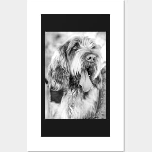 Nothing but love Spinone Posters and Art